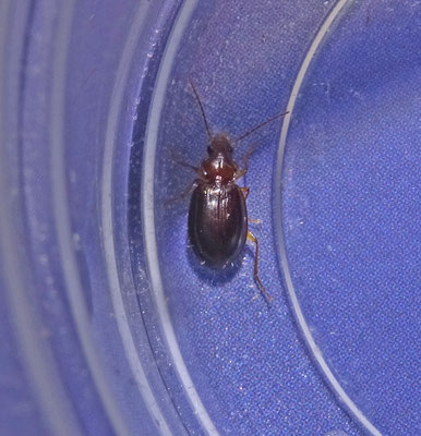 Ocys tachysoides - Moerasschorspriemkever