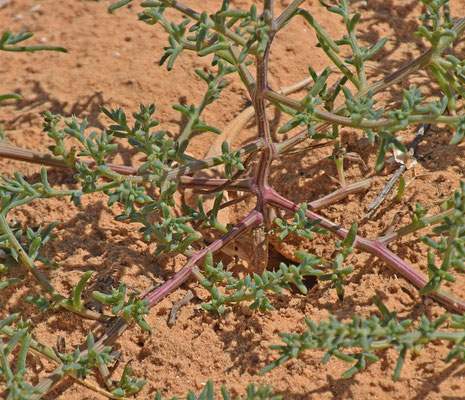 Acanthodactylus scutellatus