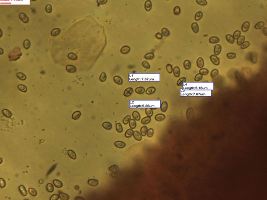 Leucoagaricus barssii - Wortelende champignonparasol