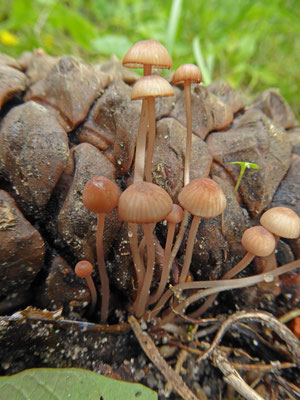 Mycena seynesii - Zeedenmycena