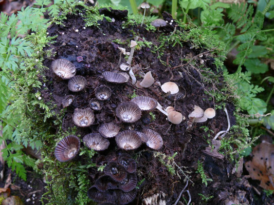 Cyathus striatus - Gestreept nestzwammetje