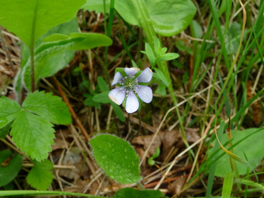 Hepatica nobilis - Leverbloempje