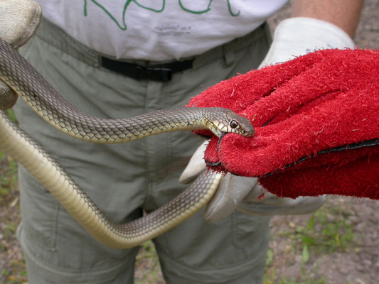 Kaspische toornslang (Dolichophis caspius)