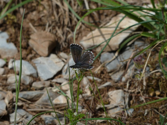 Scolitantides orion