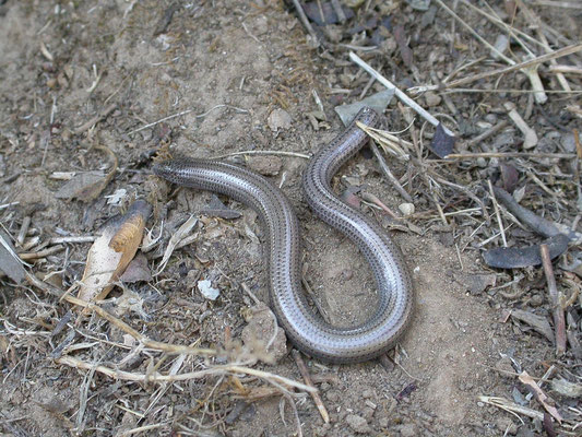 Ophiomorus punctatissimus (gevlekte slangskink)