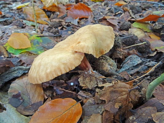 Lactarius subdulcis - Bitterzoete melkzwam