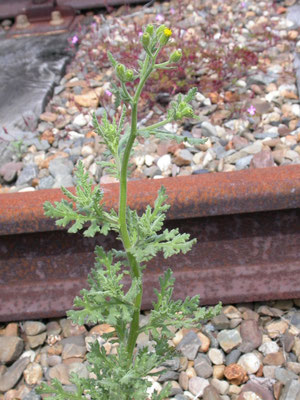 Senecio viscosus - Kleverig kruiskruid