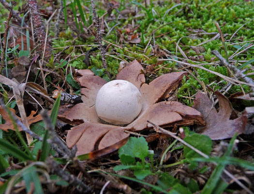 Geastrum rufescens-Roze aardster