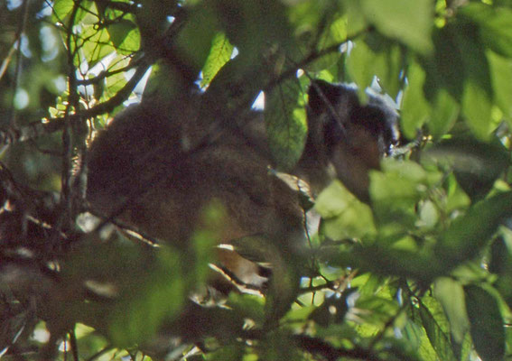 Lumholtz's Tree Cangaroo