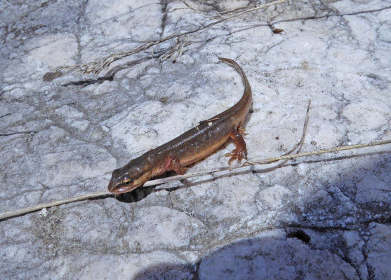 Kleine watersalamander (Lissotriton vulgaris)