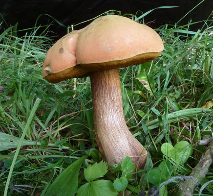Suillellus luridus - Netstelige heksenboleet