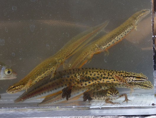 Kleine watersalamander (Lissotriton vulgaris graeca)