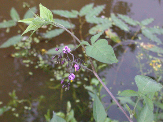Solanum dulcamara - Bitterzoet
