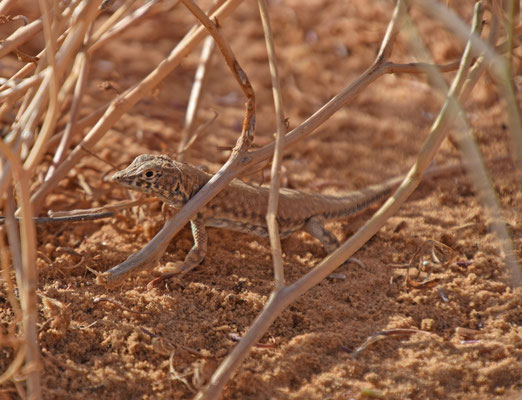 Acanthodactylus scutellatus