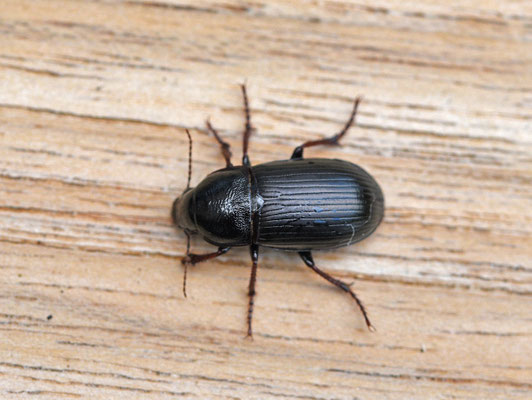 Zabrus tenebrioides - Korenloopkever, Landgraaf NL