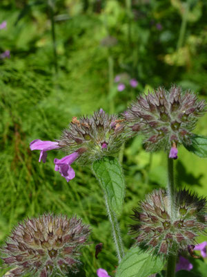 Satureja vulgaris - Borstelkrans