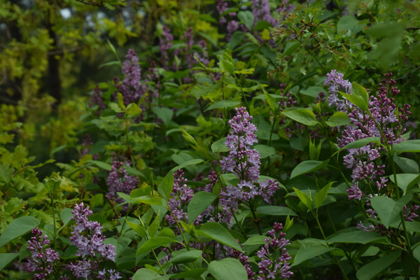 Syringa vulgaris - Sering