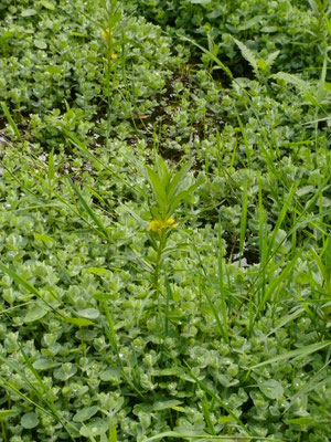 Lysimachia thyrsiflora - Moeraswederik