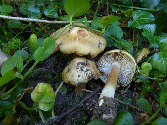 Inocybe fraudans - Perenvezelkop