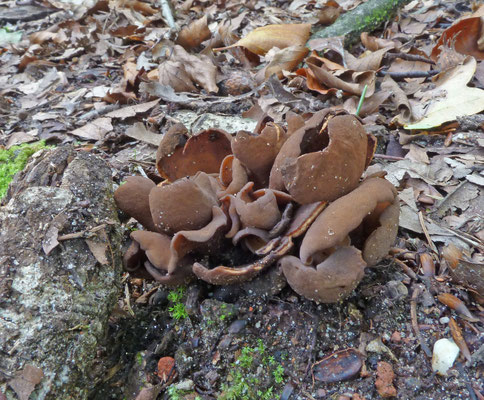 Otidea bufonia ss. lato - donkere hazenoren