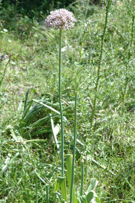 Allium ampeloprasum - Wilde look
