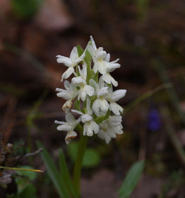 Dactylorhiza romana - Romeins handekenskruid