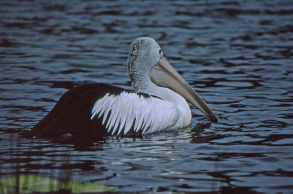 Australian Pelican