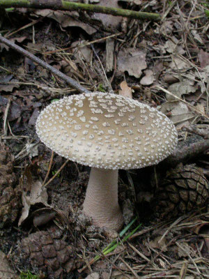 Amanita rubescens - Parelamaniet