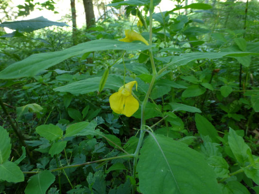 Impatiens noli-tangere - Groot springzaad
