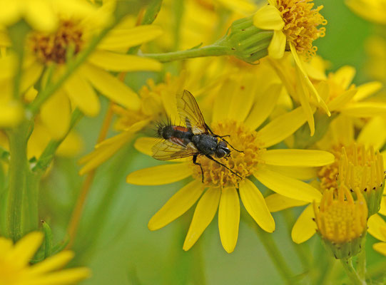 Eriothrix rufomaculatus