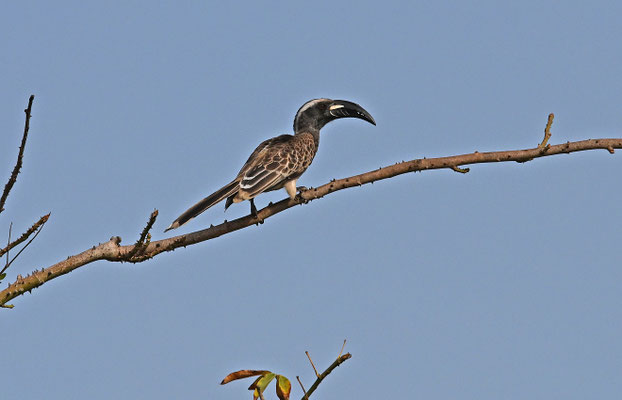 Tockus fasciatus - African Pied Hornbill
