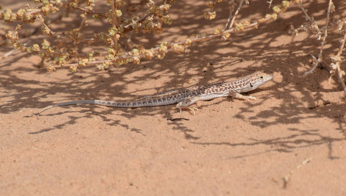 Acanthodactylus opheodurus