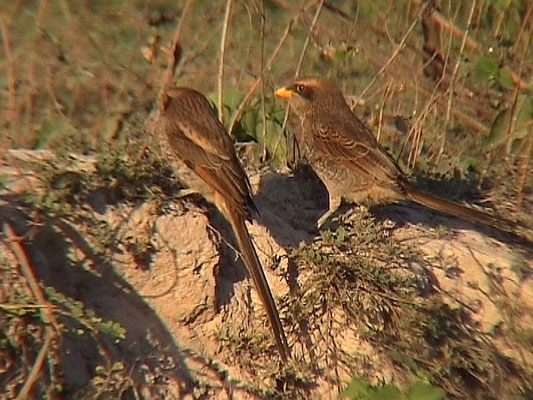 Yellow-billed Shrike
