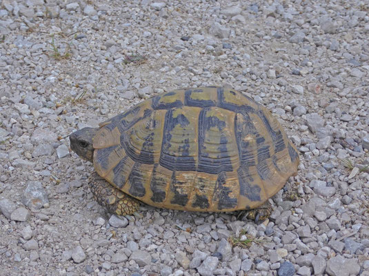 Griekse landschildpad (Testudo hermanni boettgeri)