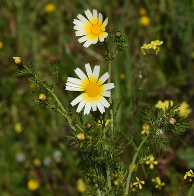 Gekroonde ganzenbloem