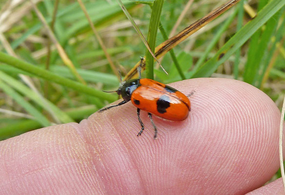 Clytra laeviuscula