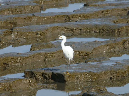Snowy Egret