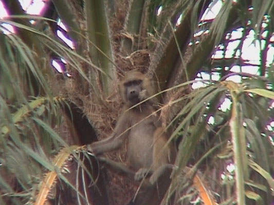 Common Baboon (Baviaan)