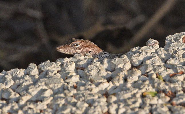 Anolis lineatus