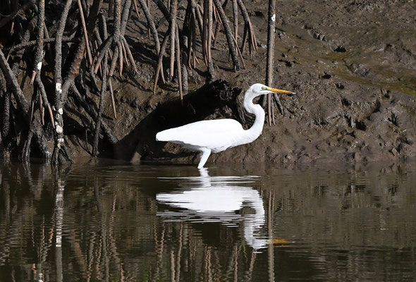 Casmerodius albus - Great Egret