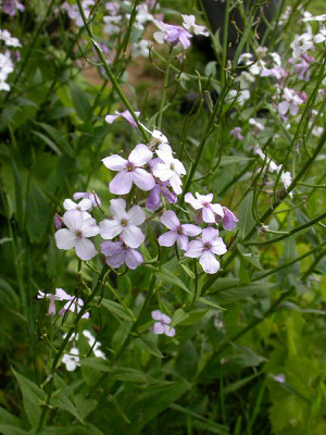 Hesperis matronalis - Damastbloem