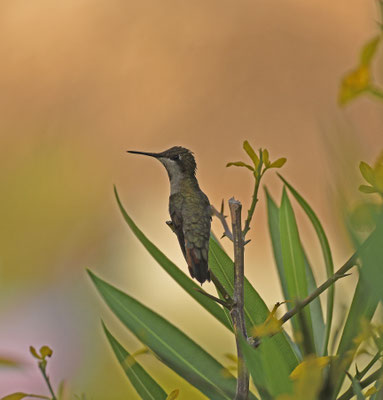 Ruby-topaz Hummingbird