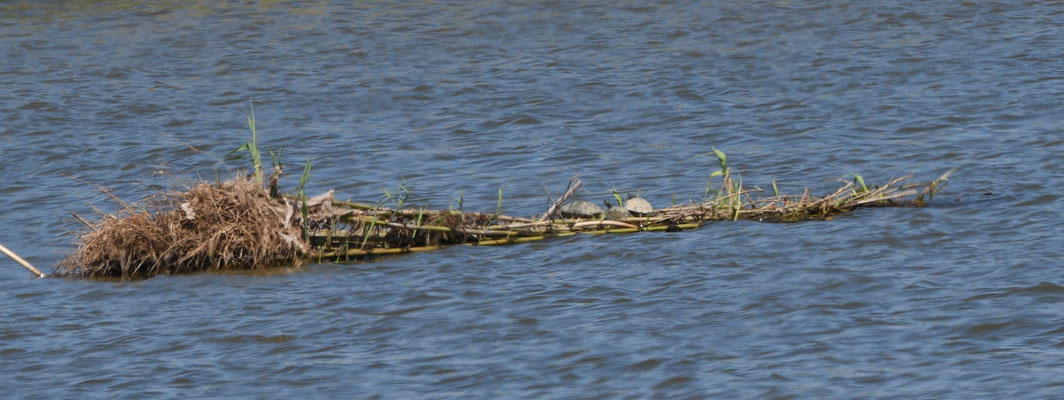 Moorse beekschildpad