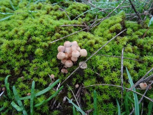 Marasmius anomalus - Duintaailing