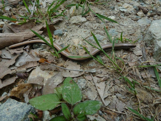 Anguis graecus (Griekse hazelworm)