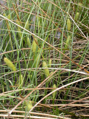 Carex vesicaria - Blaaszegge