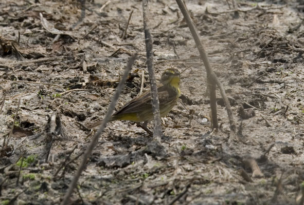 Palm Warbler