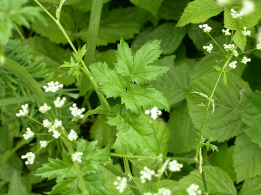 Pimpinella major - Grote bevernel