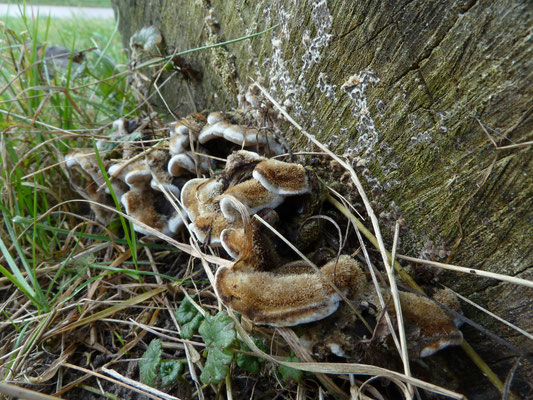 Auricularia mesenterica - Viltig judasoor