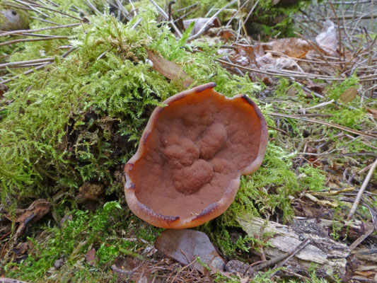 Discina ancilis - Grote voorjaarsbekerzwam
